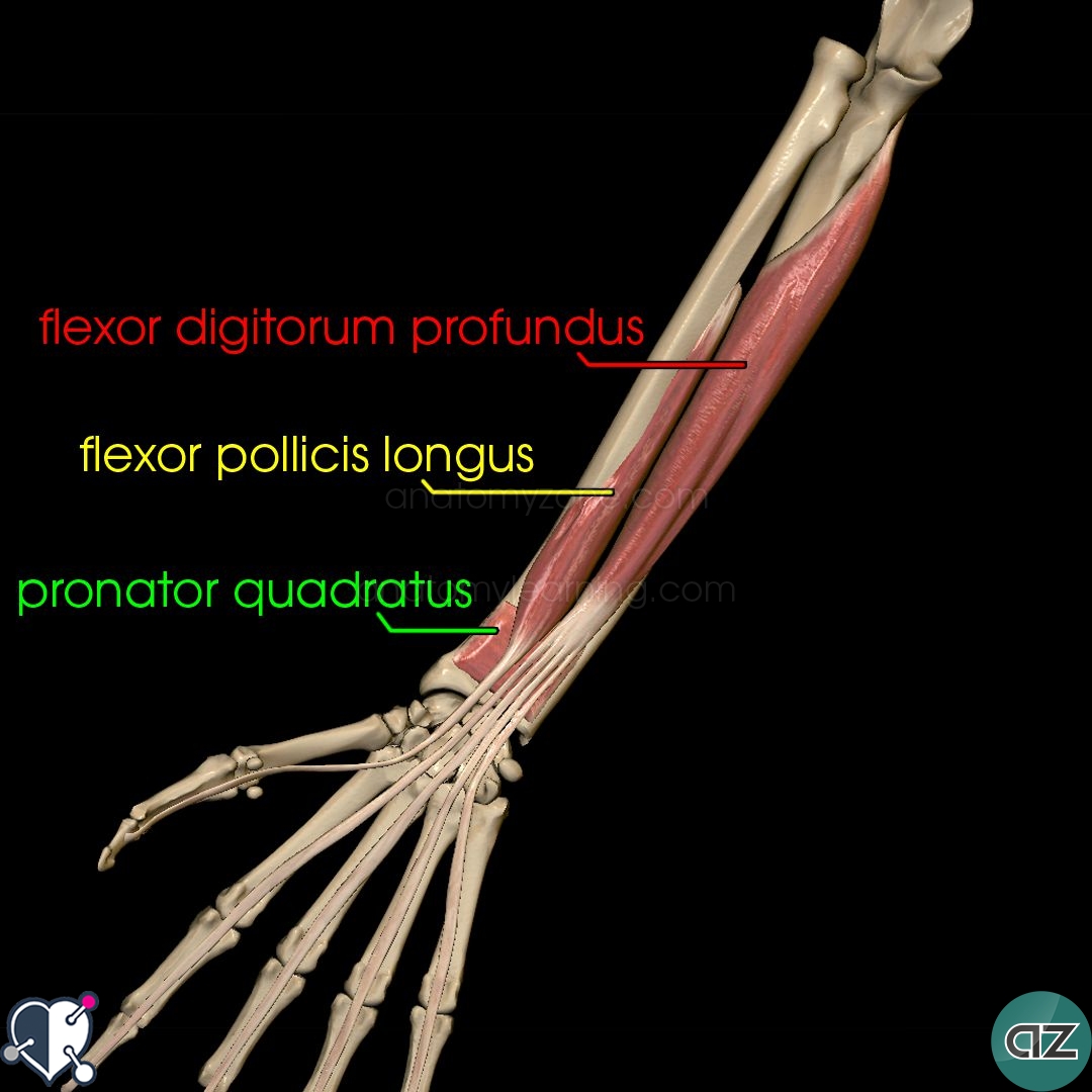 Name Muscles In Arm : Left Arm Muscle Anatomy - It contains many
