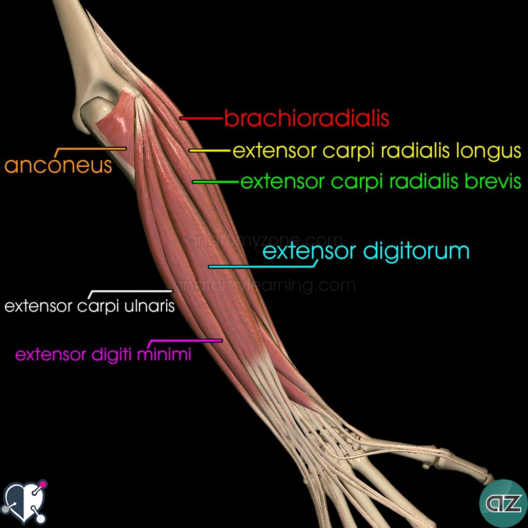 Muscles of the Forearm | AnatomyZone