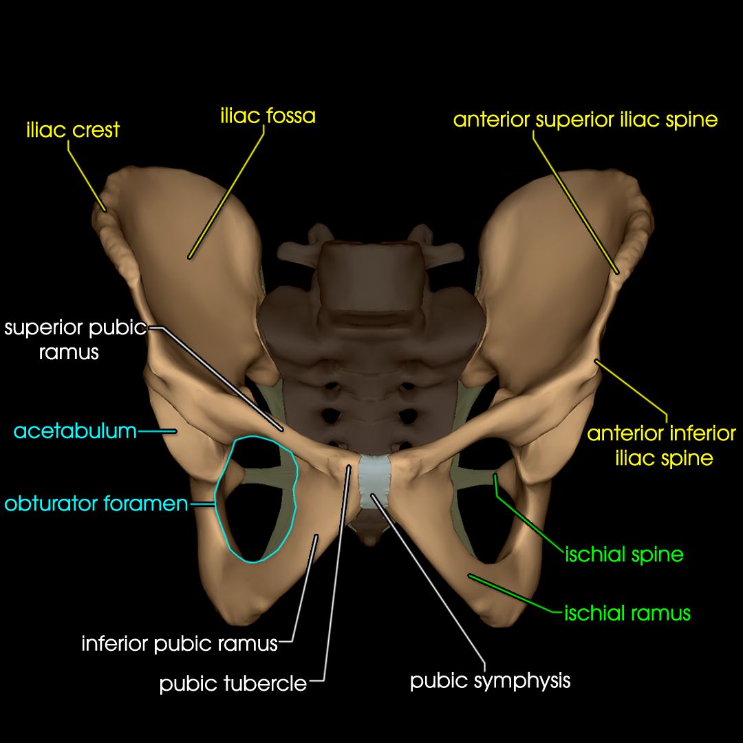 Pelvic Bones | AnatomyZone