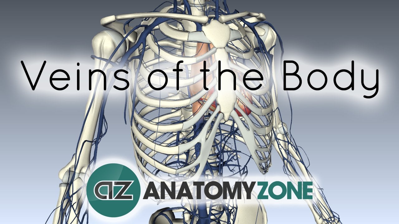 Veins of the Body • Cardiovascular • AnatomyZone