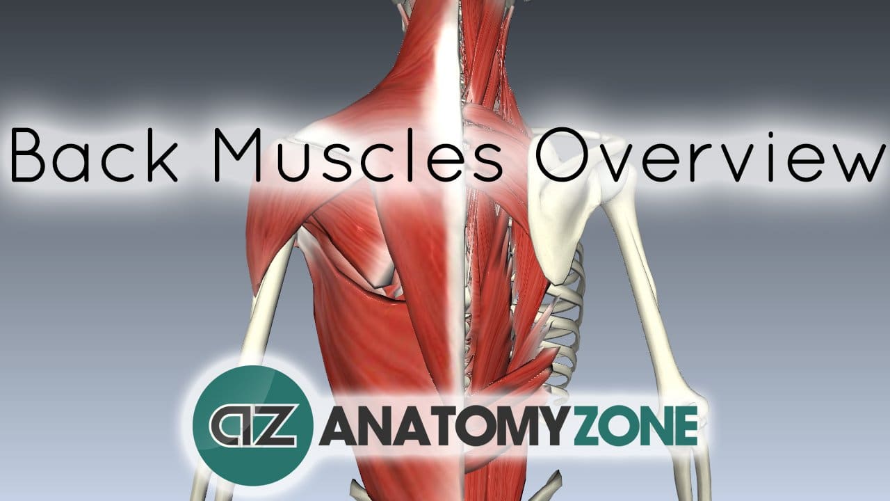 Back Muscles in a Nutshell • Musculoskeletal • AnatomyZone