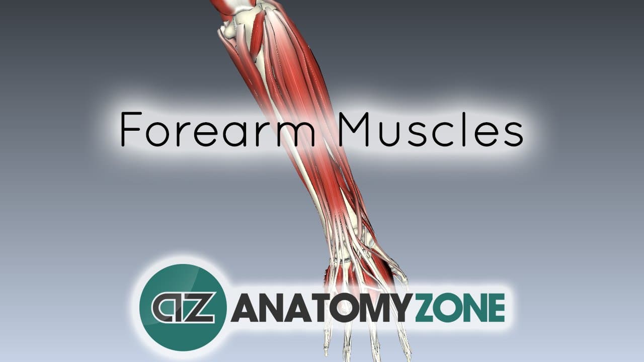 Muscles of the Forearm • Muscular, Musculoskeletal • AnatomyZone