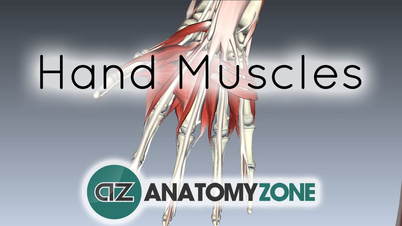 Muscles of the Hand • Muscular, Musculoskeletal • AnatomyZone