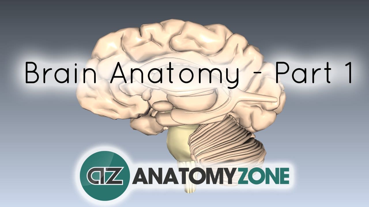 Basic Parts of the Brain • Nervous System • AnatomyZone