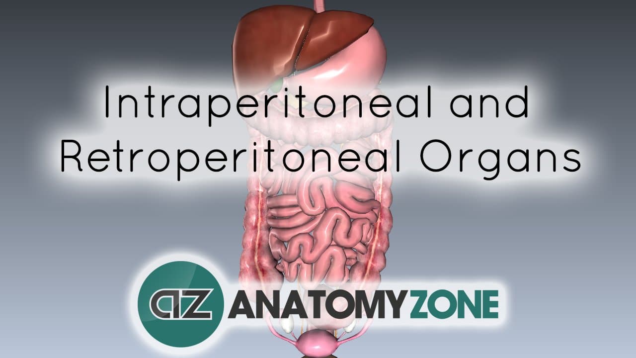 Intraperitoneal and Retroperitoneal Organs • Digestive • AnatomyZone