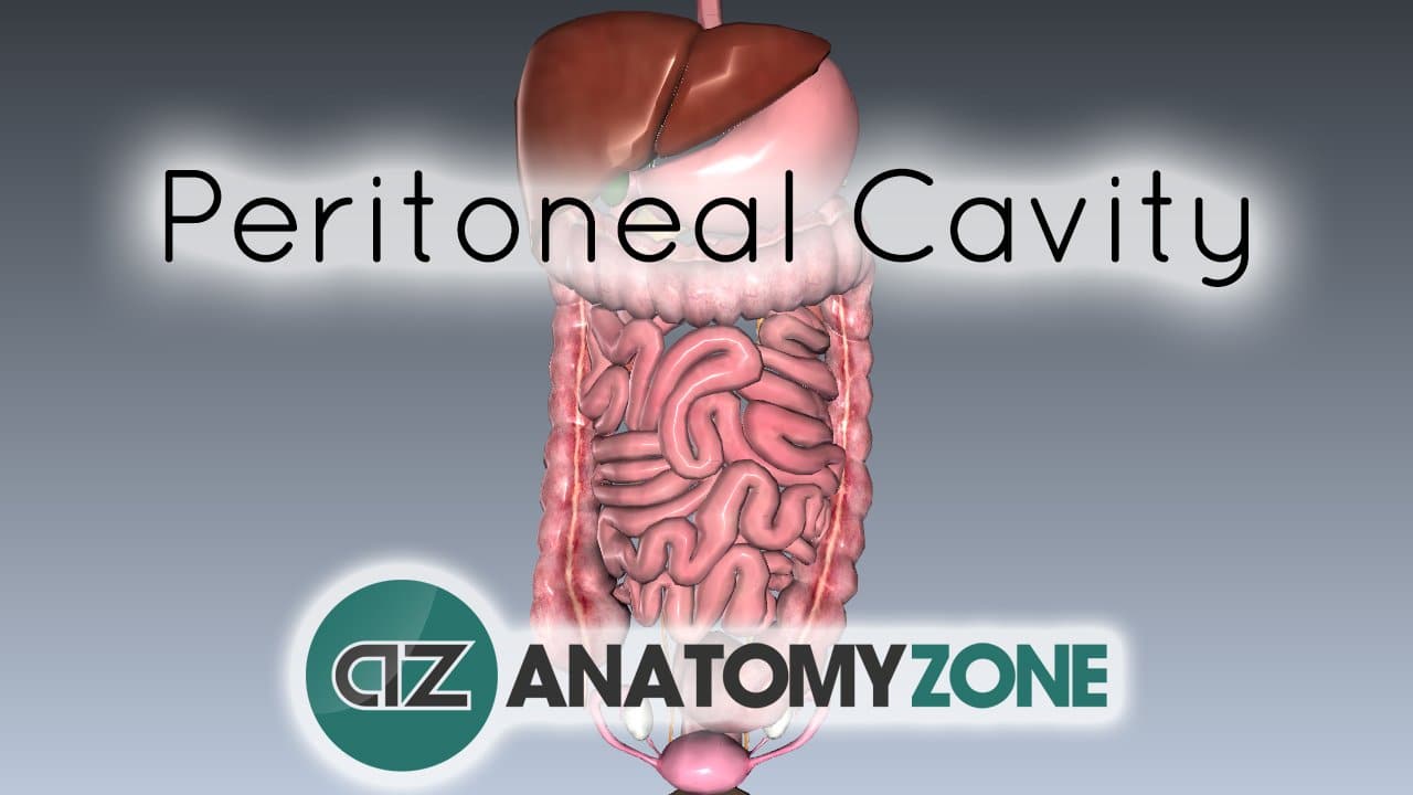 Peritoneal Cavity • Digestive • AnatomyZone