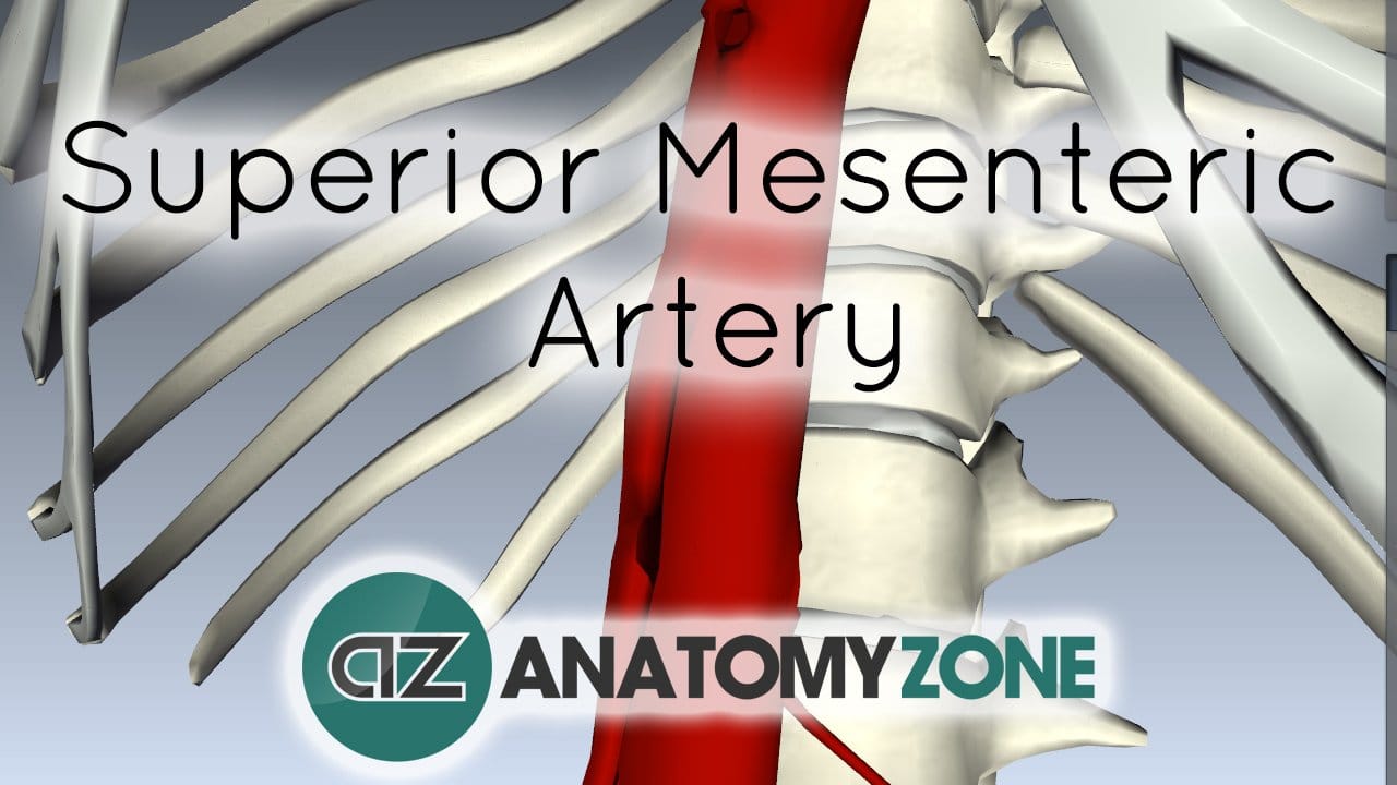 Superior Mesenteric Artery • Cardiovascular, Digestive • AnatomyZone