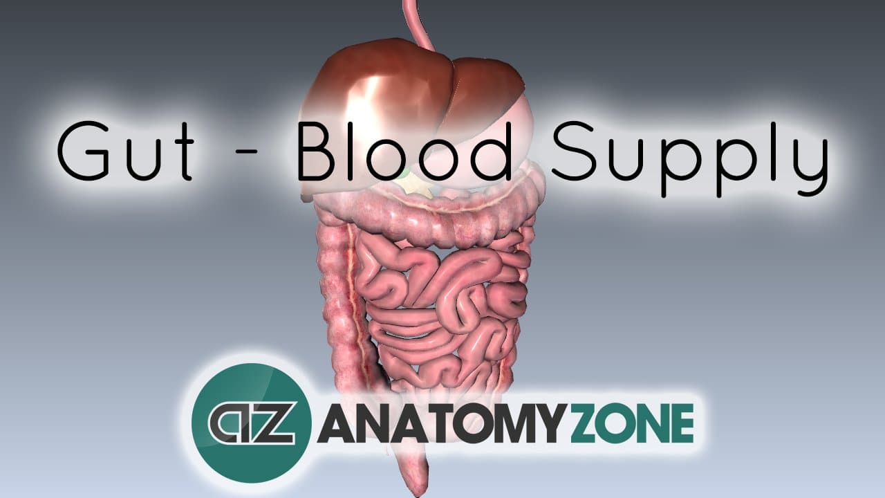 Blood Supply to the Gut • Digestive • AnatomyZone