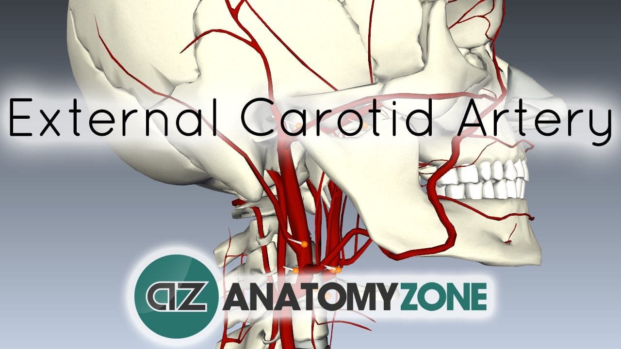 External Carotid Artery • Cardiovascular • AnatomyZone