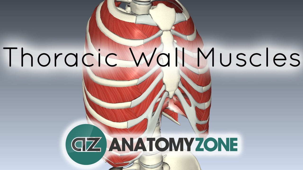Muscles of the Thoracic Wall • Muscular, Musculoskeletal • AnatomyZone