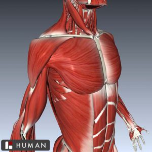 3D Anatomy Atlas • AnatomyZone
