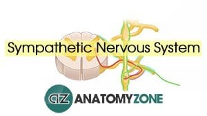 AnatomyZone | #1 Free Online Anatomy Resource