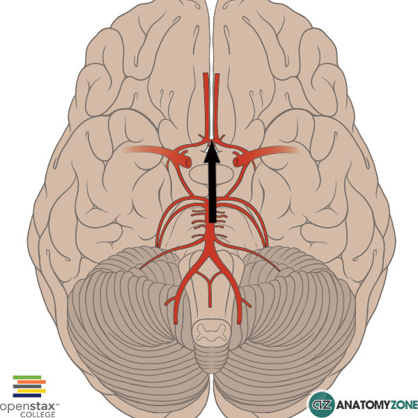 Anterior Communicating Artery • Cardiovascular, Nervous System