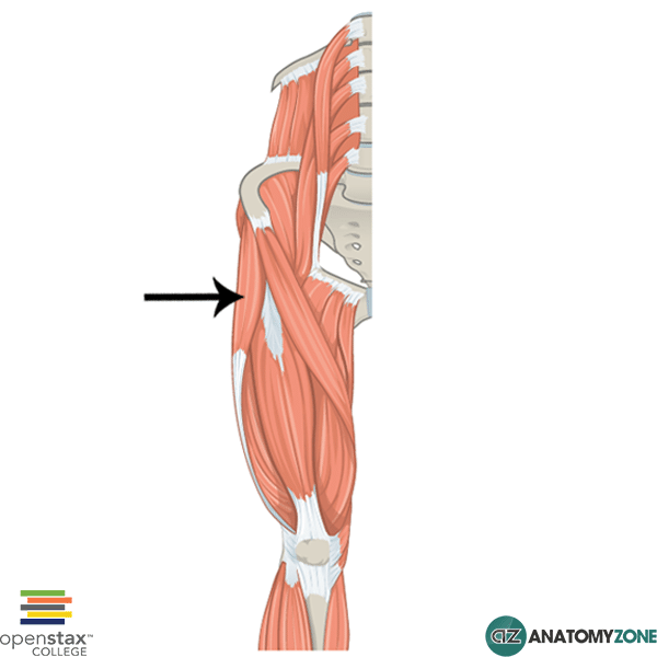 Tensor Fasciae Latae Muscle • Muscular, Musculoskeletal • AnatomyZone