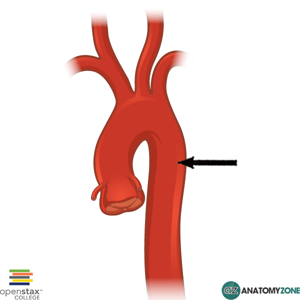 Arteries • AnatomyZone