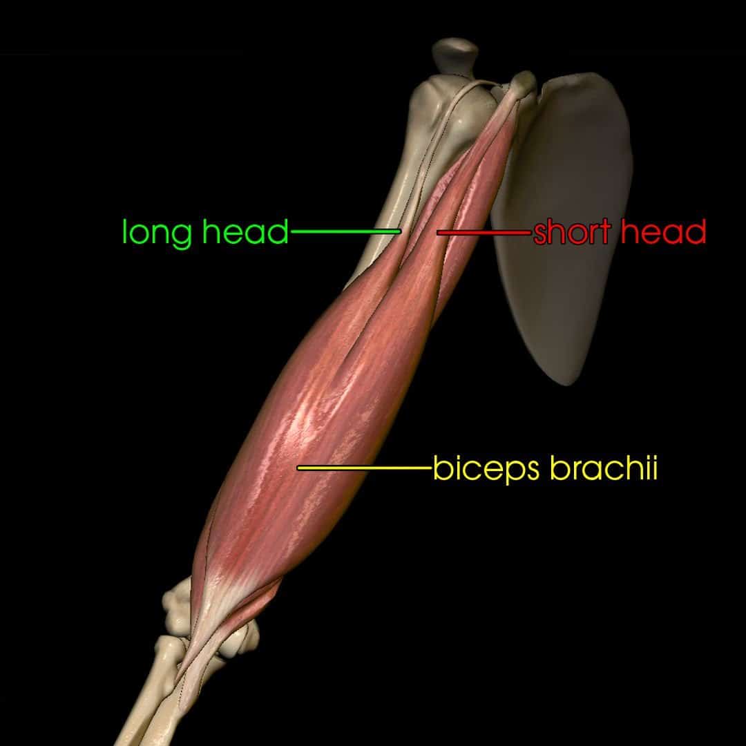 Upper Limb | AnatomyZone