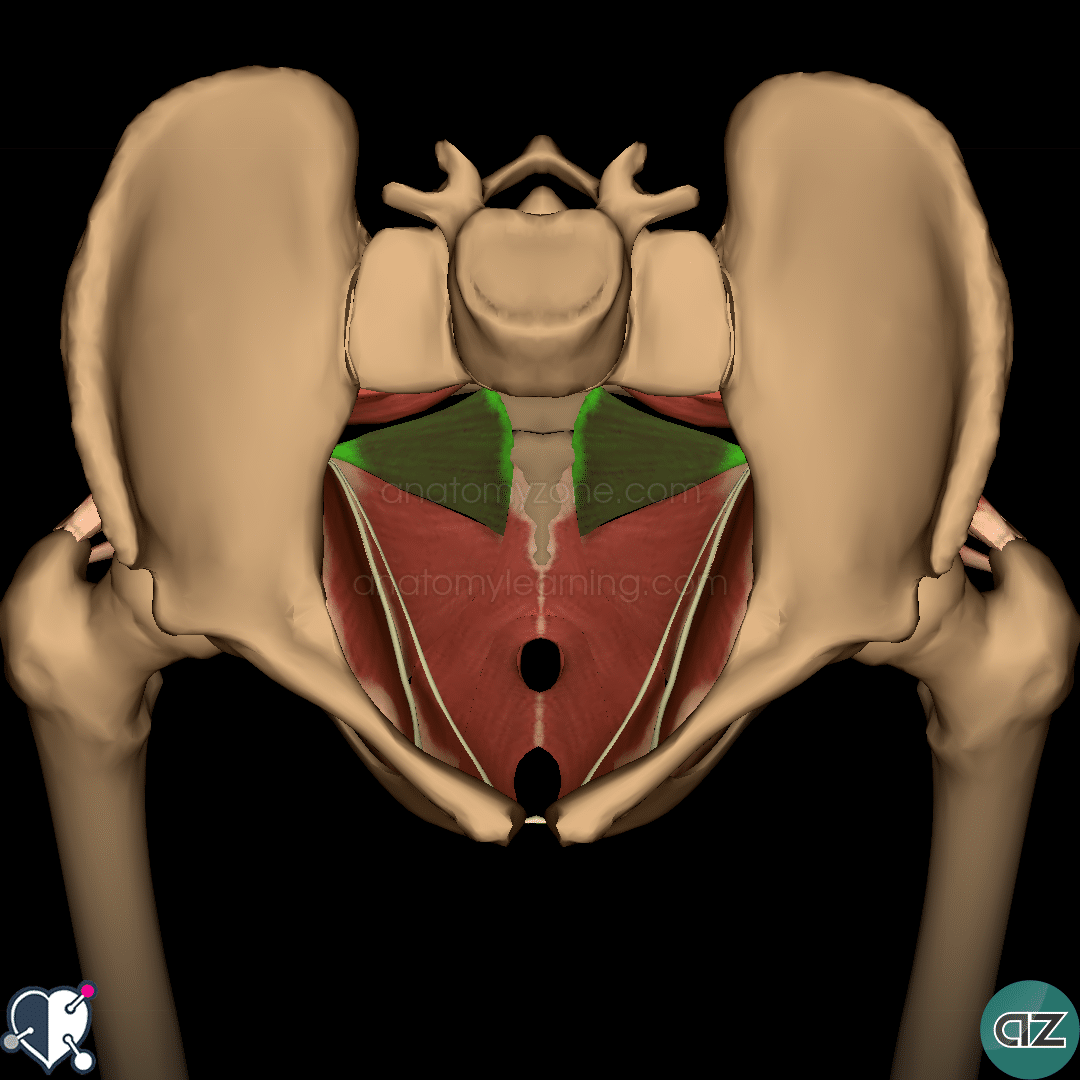 Muscles of the Pelvis | AnatomyZone