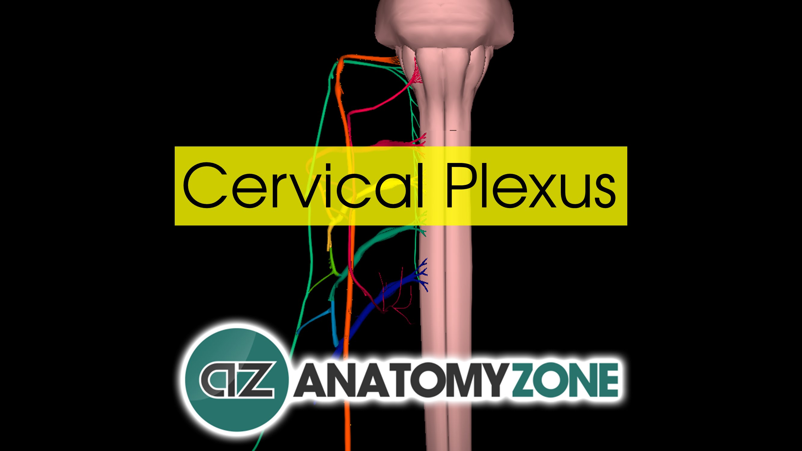 Cervical Plexus • Nervous System • AnatomyZone