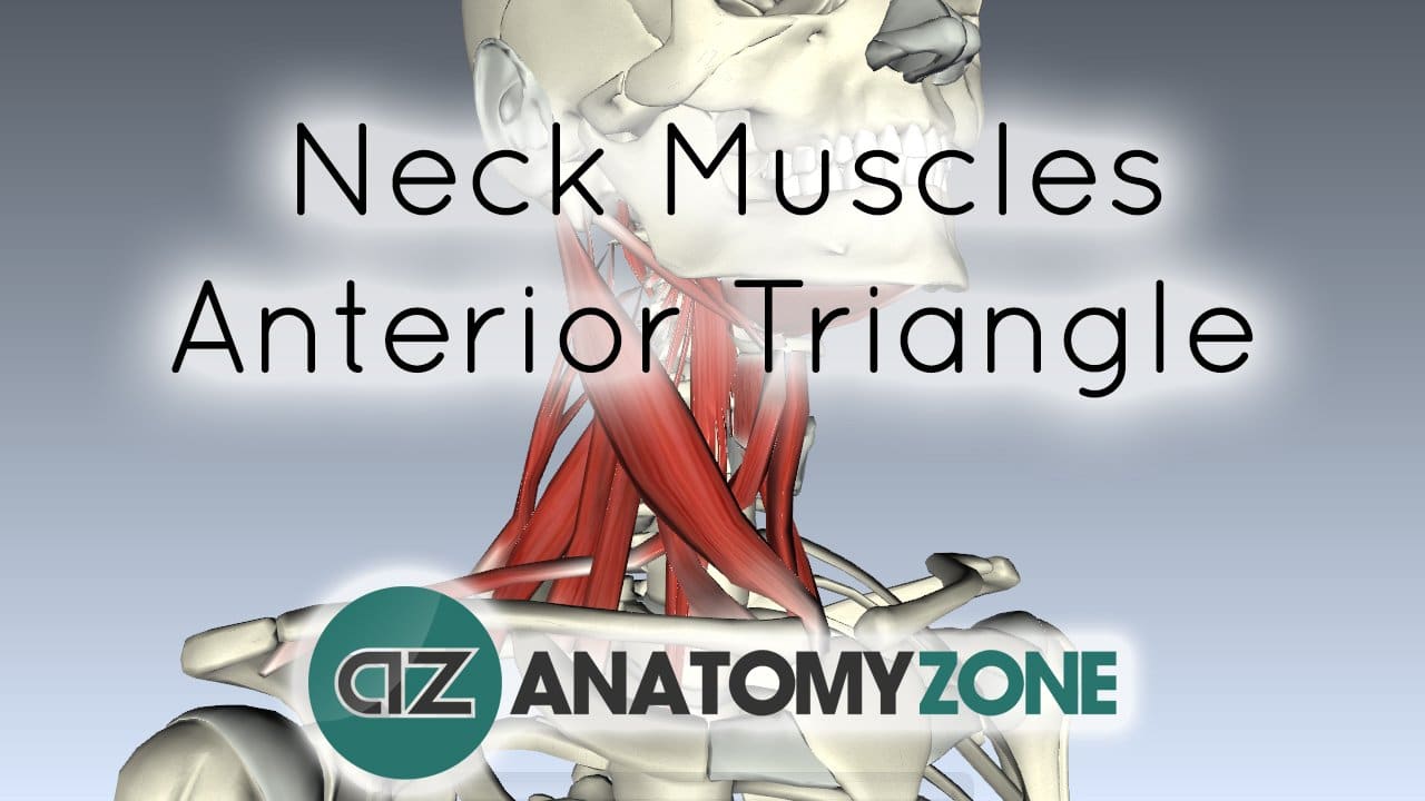 Neck Muscles Anatomy - Anterior Triangle