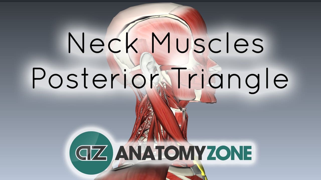 Neck Muscles Anatomy - Posterior Triangle, Prevertebral and Lateral Muscles