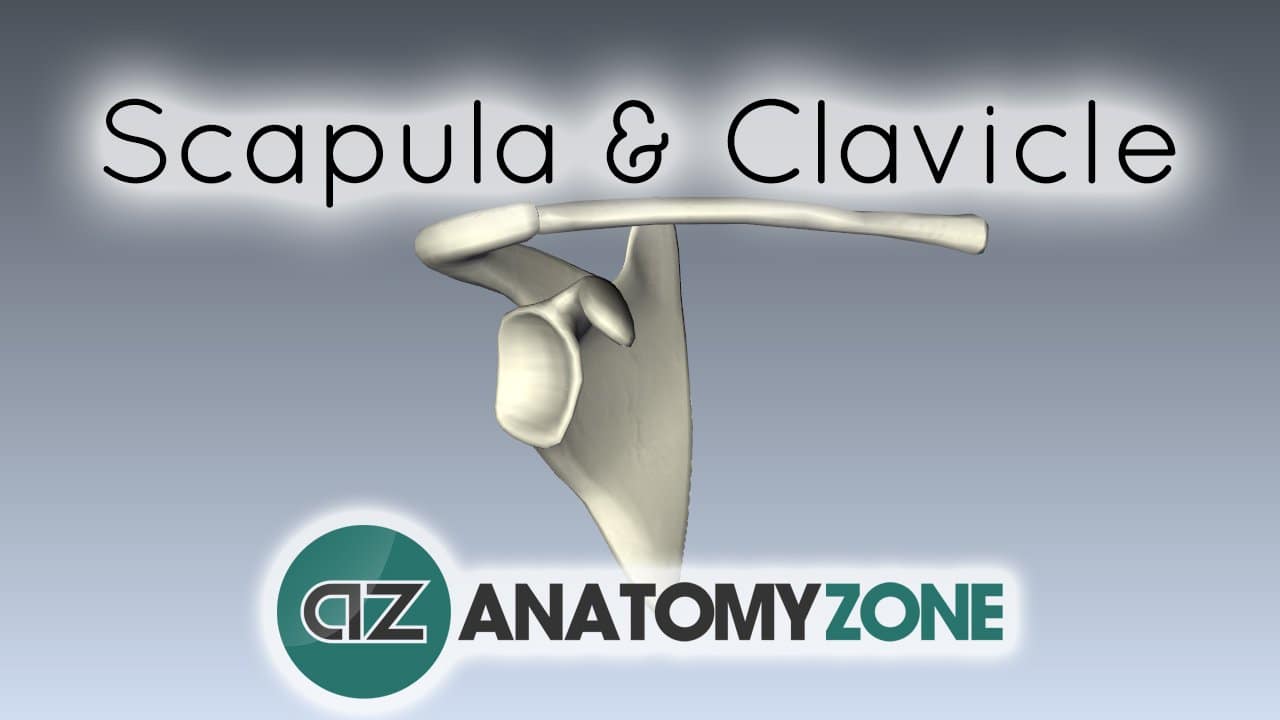 Scapula and Clavicle - Shoulder Girdle