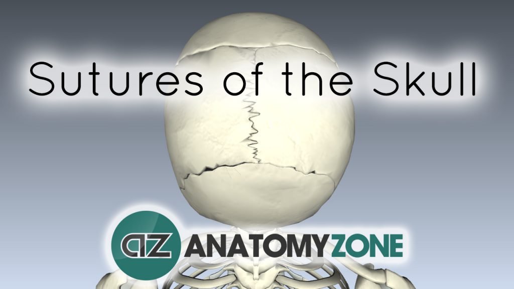 Skull Tutorial - Sutures of the skull