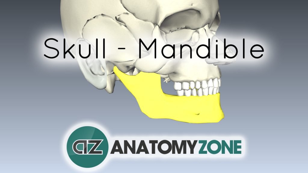 Skull tutorial - Mandible