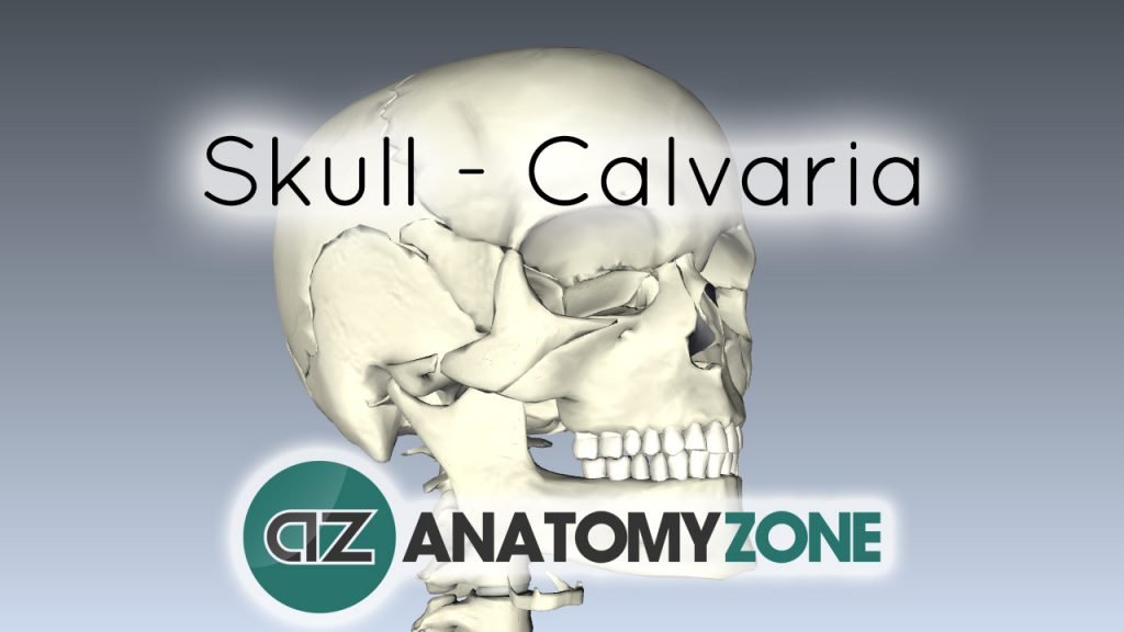 Skull tutorial - Bones of the Calvaria