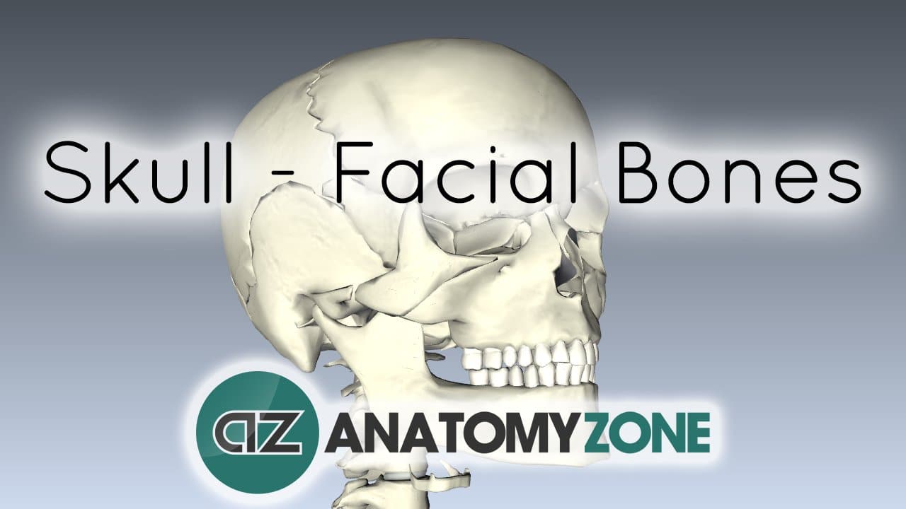 Skull tutorial - Bones of the facial skeleton