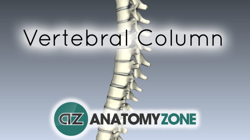 Spine tutorial - Vertebral Column