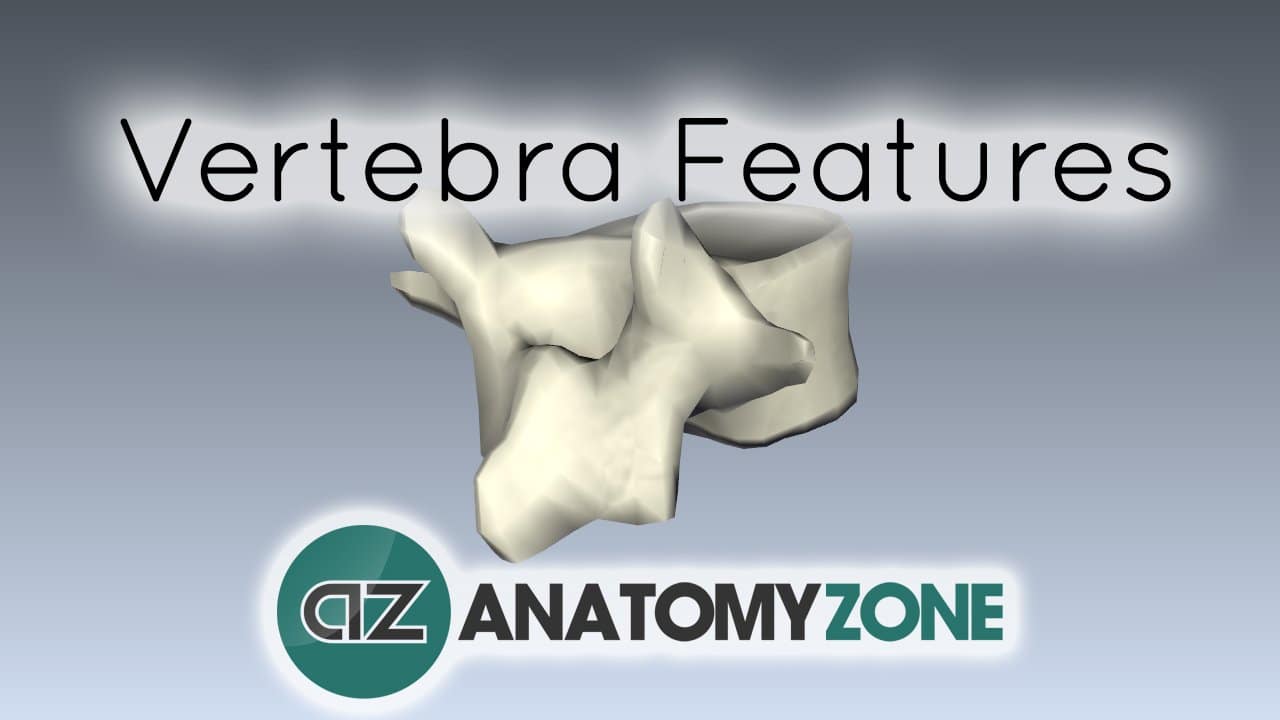 Spine tutorial - Features of a vertebra