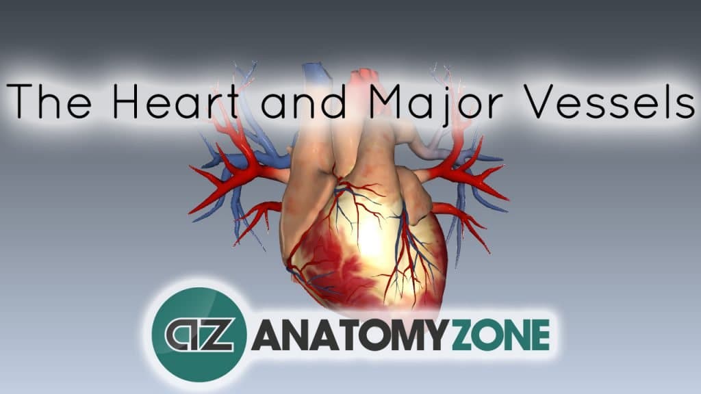 The Heart and Major Vessels