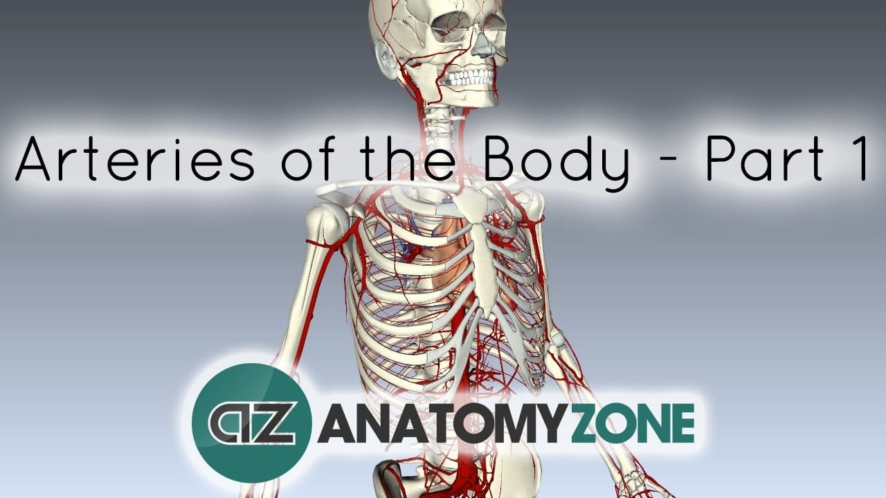 Arteries of the Body • Cardiovascular • AnatomyZone