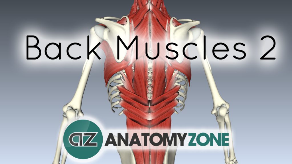 Intermediate and Deep Muscles of the Back