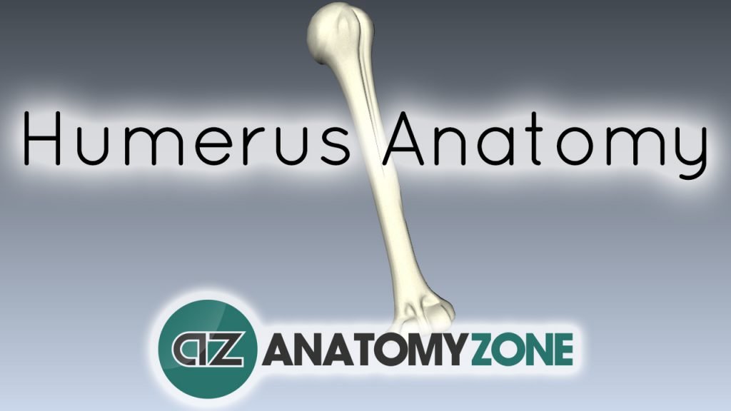 Features of the Humerus