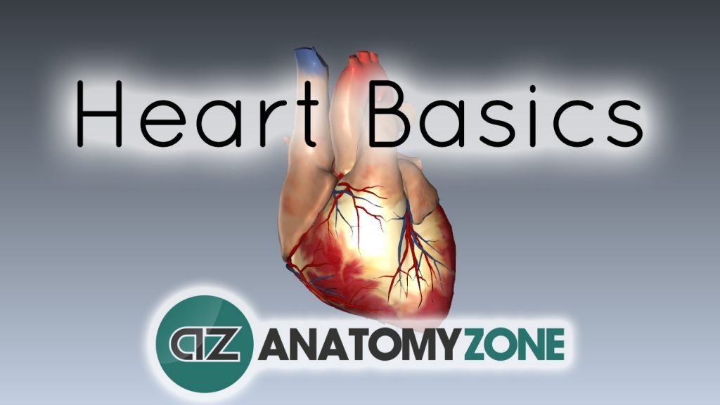 Heart Basic Structure and Function