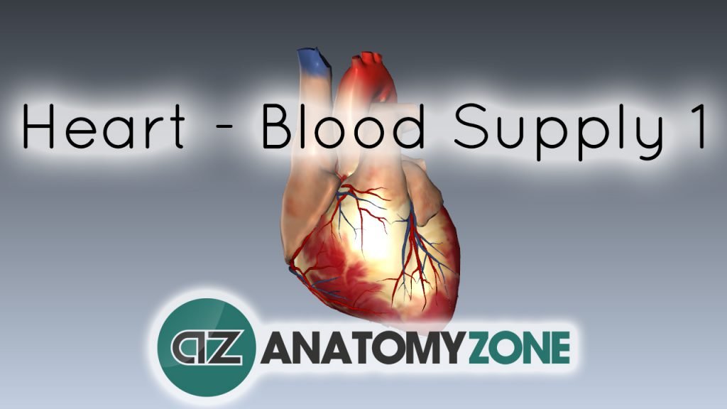 Blood Supply to the Heart
