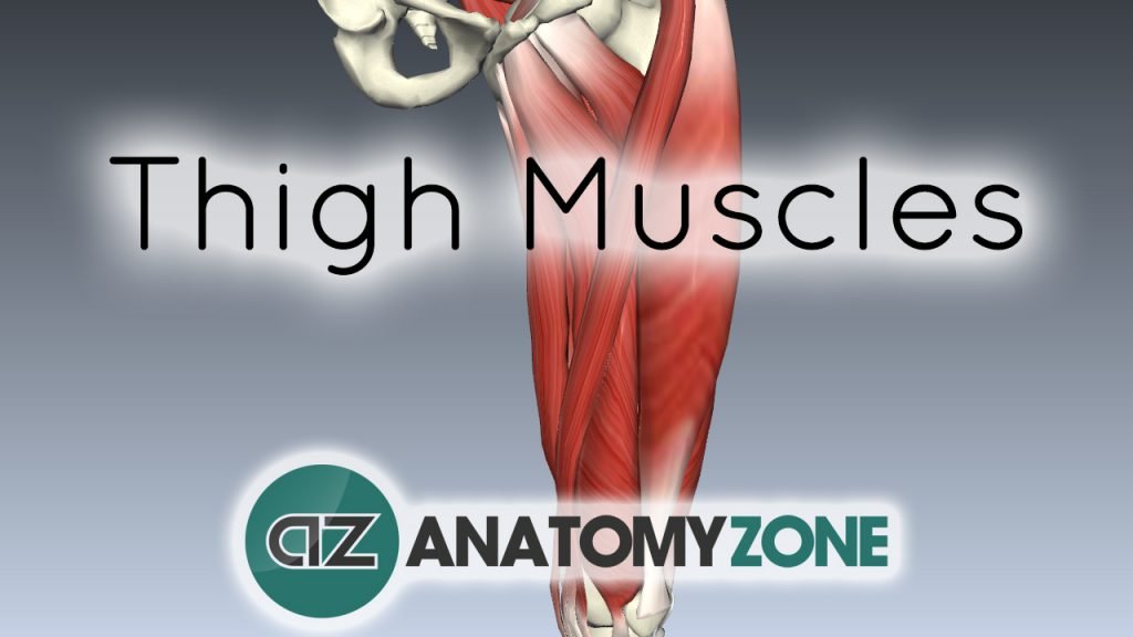 Muscles of the Thigh