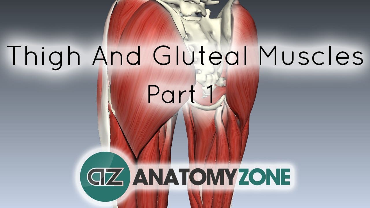 Muscles of the Thigh and Gluteal Region