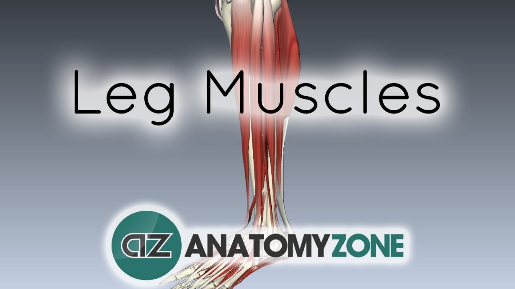 Muscles of the Leg