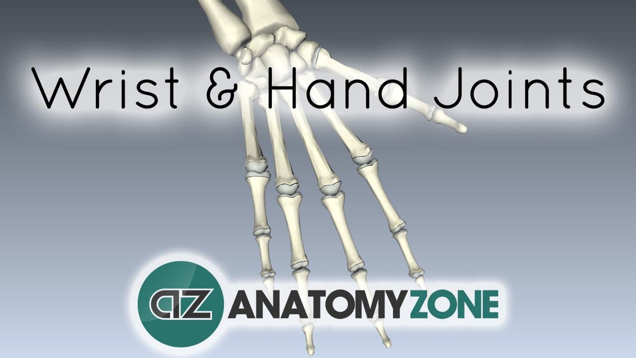 Wrist and Hand Joints
