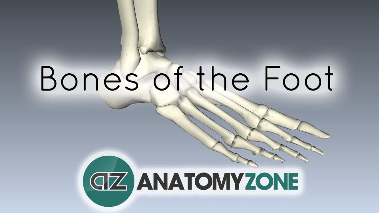 Bones of the Foot