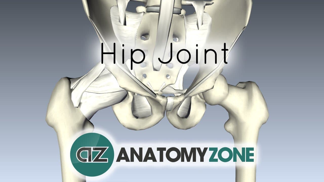 The Hip Joint • Musculoskeletal • AnatomyZone