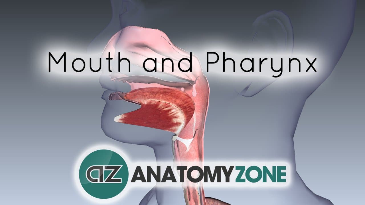 Digestive System Basics - Mouth and Pharynx • • AnatomyZone