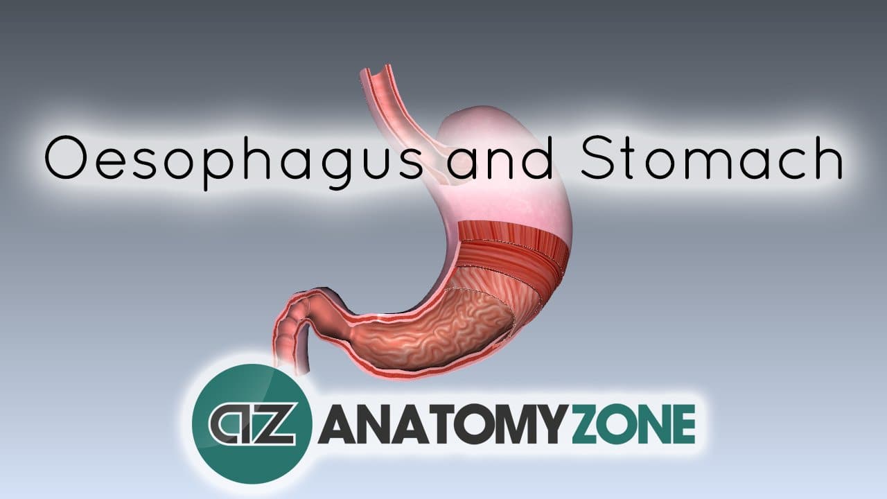 Digestive System Basics - Oesophagus and Stomach