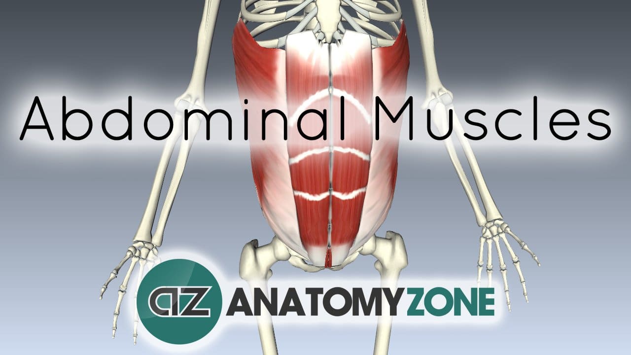 Muscles of the Anterior Abdominal Wall • Muscular, Musculoskeletal