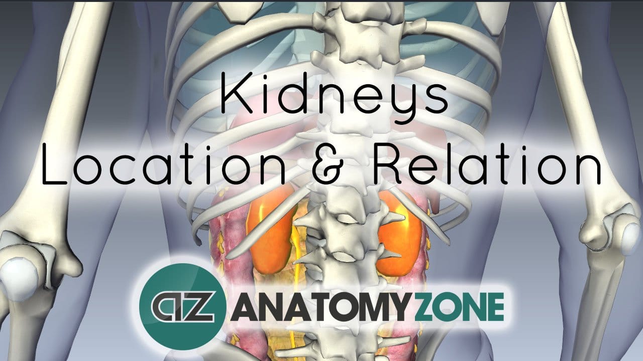Location and Relations of the Kidney - 3D Anatomy Tutorial