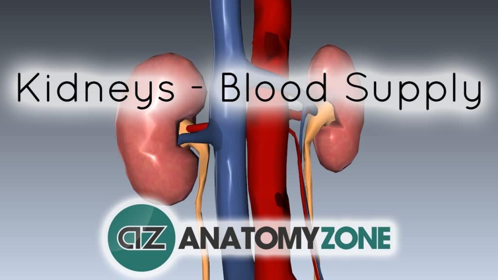 Kidneys - Blood Supply