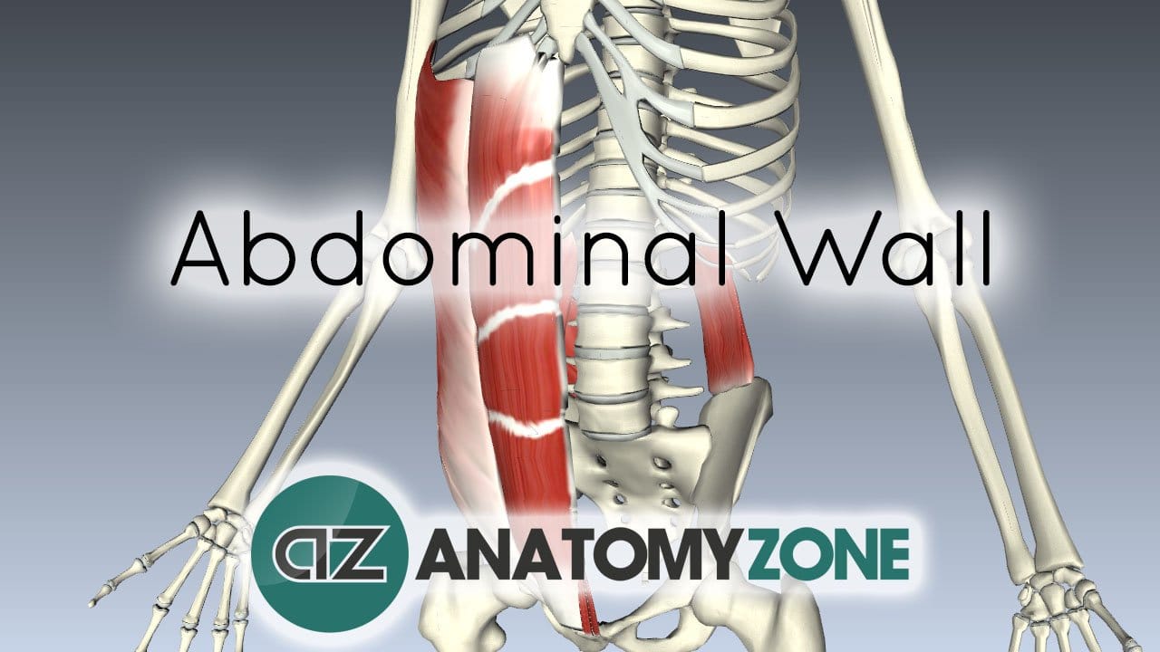 Layers of the Abdominal Wall