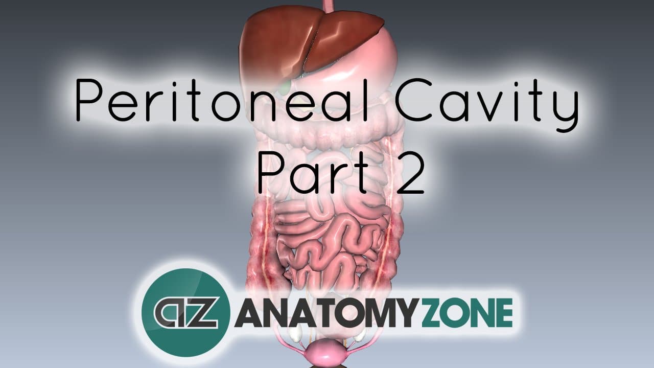 Peritoneal Cavity - Part 2 - Ligaments of the Liver - Anatomy Tutorial